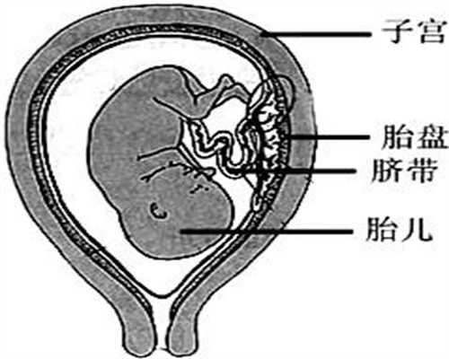高鹰代孕中心：为什么怀孕七个月肚子感觉越来越长