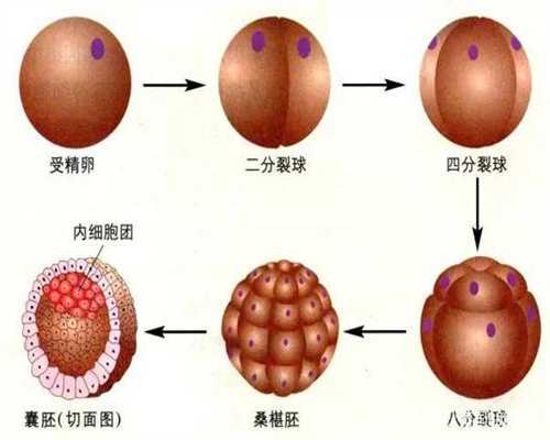 广州代孕~广州代孕要多少钱~广州捐卵代孕哪里有